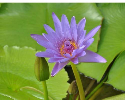 睡莲之美（水中的精灵）