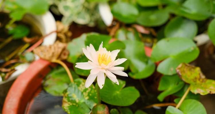 睡莲之美（水中的精灵）