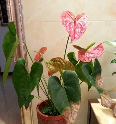 红掌叶片发黄怎么办？如何正确处理红掌叶片发黄问题？