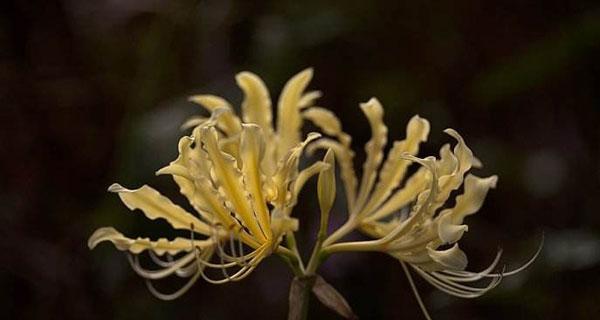 曼陀罗花的真正花语（探寻曼陀罗花背后的意义）