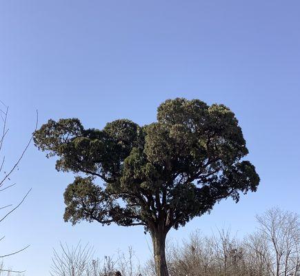 侧柏树在农村的别名是什么？常见叫法有哪些？