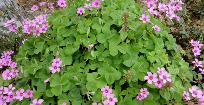 三叶草是多年生植物吗？一年生和多年生三叶草的区别是什么？