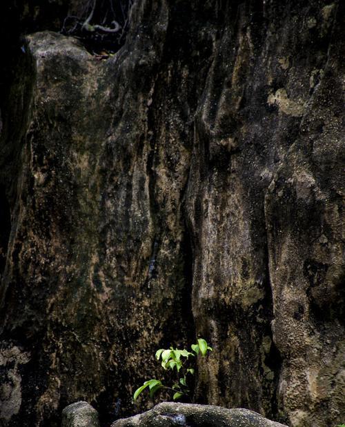 植物中代表勇气和坚强的十五种植物（以坚毅生存）