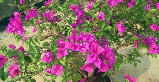 三角梅服盆时间需要多久？服盆后如何照料？