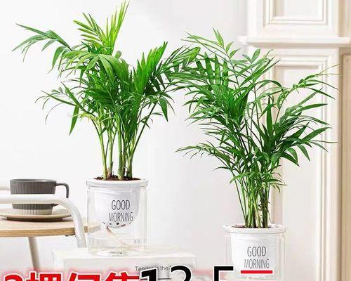 袖珍椰子用什么土养好？适合的土壤类型有哪些？