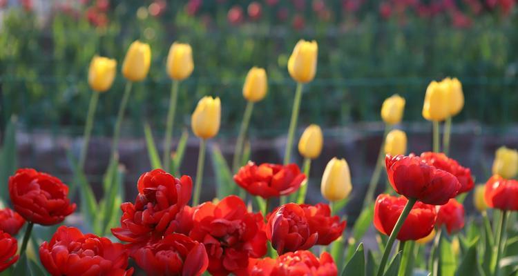 红色郁金香花语的深意（揭开红色郁金香的情感密码）