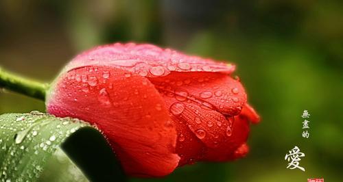 红色郁金香花语的深意（揭开红色郁金香的情感密码）