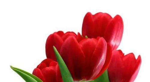 红色郁金香花语的深意（揭开红色郁金香的情感密码）