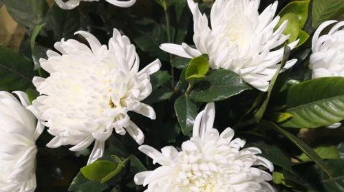 花开思念，永不凋零（以花为语）