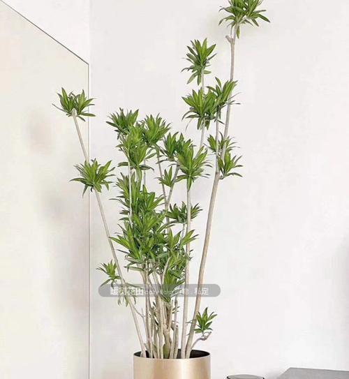 百合竹适合放办公室吗？如何正确养护办公室绿植？