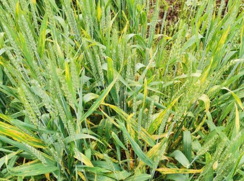 小麦（揭秘小麦与生肖之间的深厚内涵）