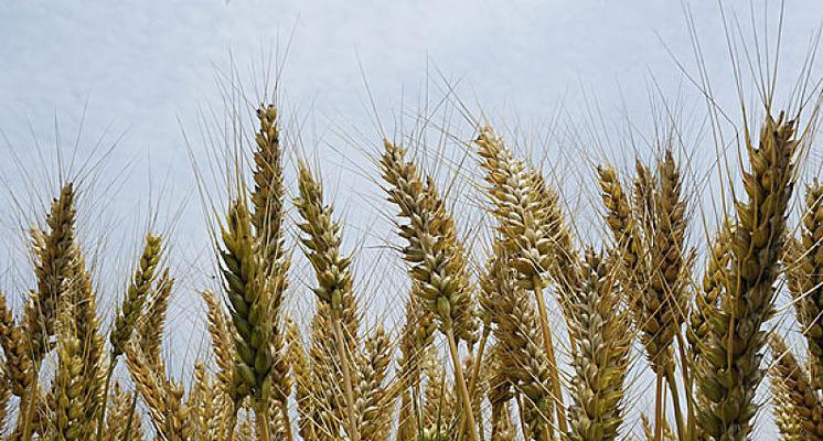 小麦（揭秘小麦与生肖之间的深厚内涵）