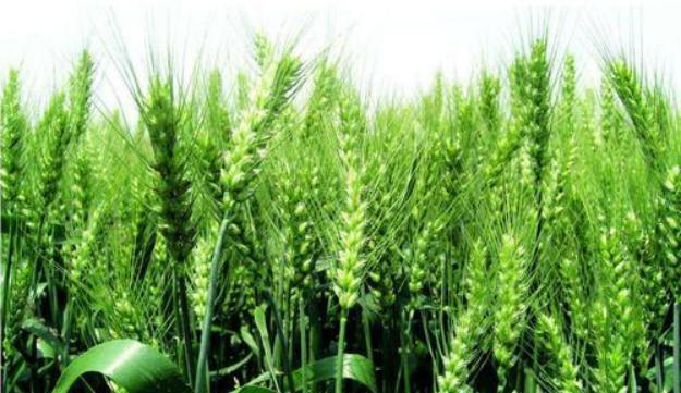 小麦（揭秘小麦与生肖之间的深厚内涵）