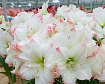 朱顶红的花语与美丽人生(朱顶红花开) 朱顶红的花语与美丽人生(朱顶红花开)