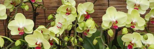 蝴蝶兰通常在哪个季节开花？最佳开花月份是什么时候？