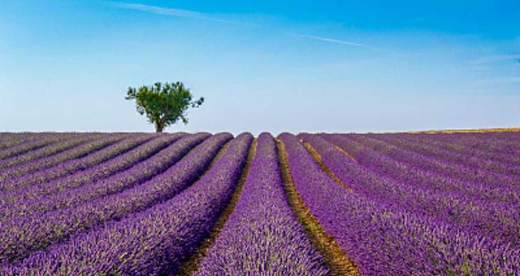 熏衣草花语（花香中的心灵抚慰）