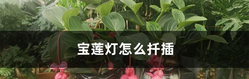 绿宝扦插的成功率高吗？扦插后如何护理？