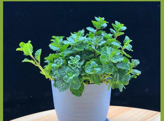 水培薄荷养殖旺盛的秘诀是什么？如何确保其健康生长？