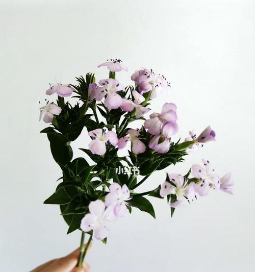 相思梅的花语——爱的期许（相思梅花开）