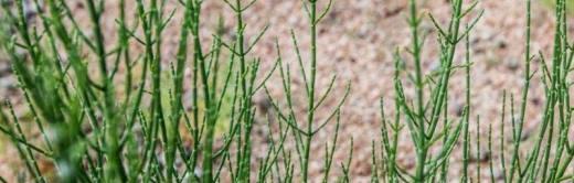 梭梭树是什么植物?它有哪些独特的生长特性?_花植网