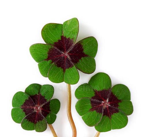 四叶草的神秘与幸运（揭开四叶草的象征意义与传说）