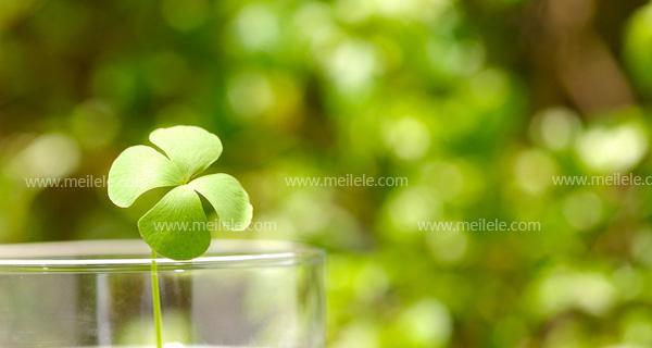 四叶草的神秘与幸运（揭开四叶草的象征意义与传说）