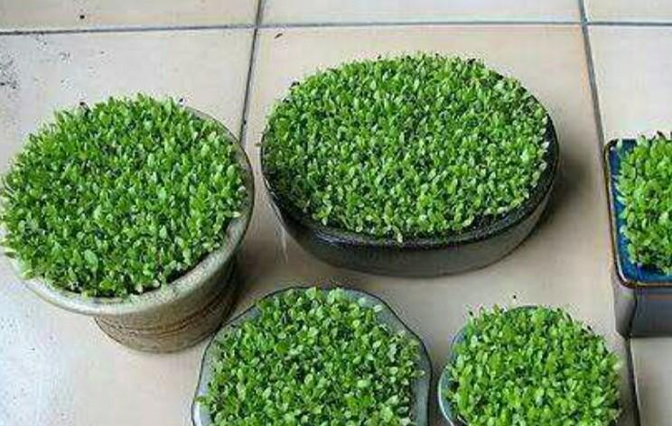 火龙果种子怎么种植？种植过程中需要注意哪些问题？