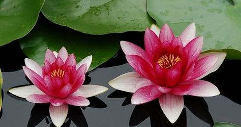 睡莲的寓意和象征风水（美丽的睡莲与生活的寓意）