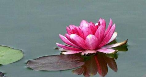 睡莲的寓意和象征风水（美丽的睡莲与生活的寓意）