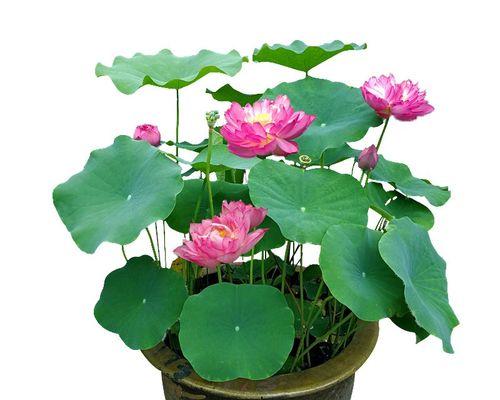 睡莲的寓意和象征风水（美丽的睡莲与生活的寓意）