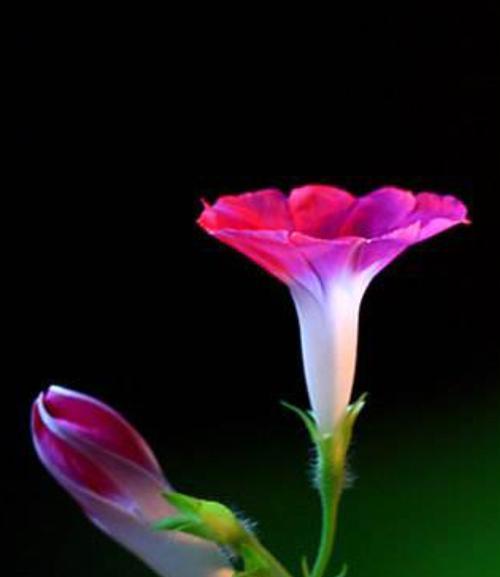 牵牛花（自由奔放的牵牛花与独立思考的青年一样）