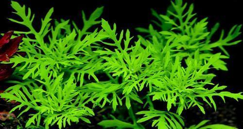 家里养水草对风水好吗？如何选择合适的水草？