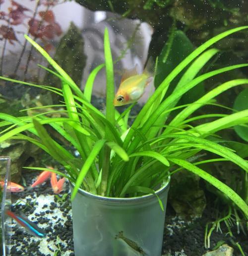 家里养水草对风水好吗？如何选择合适的水草？