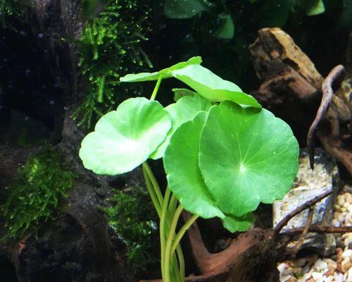 家里养水草对风水好吗？如何选择合适的水草？