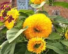 向日葵种植需要什么样的土壤?如何准备适合的种植土?