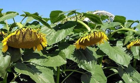 向日葵种植需要什么样的土壤？如何准备适合的种植土？