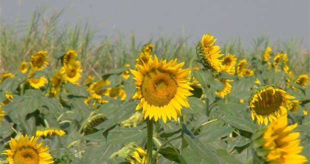 向日葵种植需要什么样的土壤？如何准备适合的种植土？
