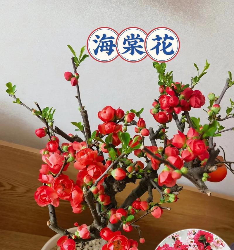 室内种植海棠花有哪些注意事项?室外养护海棠花的正确方法是什么? 室内种植海棠花有哪些注意事项?室外养护海棠花的正确方法是什么?