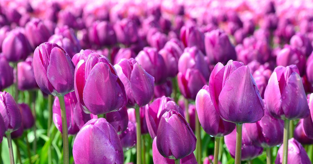 紫色郁金香的花语（揭示郁金香花语的意义与象征）