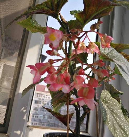 室内种植海棠花有哪些注意事项？室外养护海棠花的正确方法是什么？