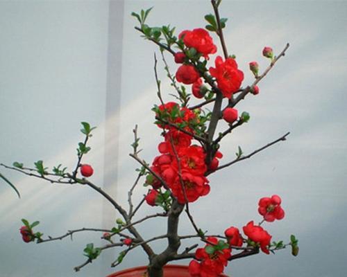 室内种植海棠花有哪些注意事项?室外养护海棠花的正确方法是什么? 室内种植海棠花有哪些注意事项?室外养护海棠花的正确方法是什么?