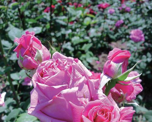 玫瑰之色(探索粉色玫瑰的深层寓意与象征)