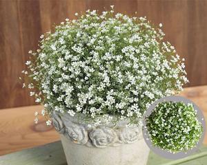 满天星的花期是什么时候?通常在几月份开花?