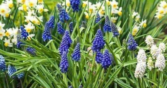 风信子的花语与象征意义（探寻风信子的深层内涵与美丽）