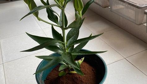 散尾葵怕冷还是怕热？如何正确养护散尾葵？