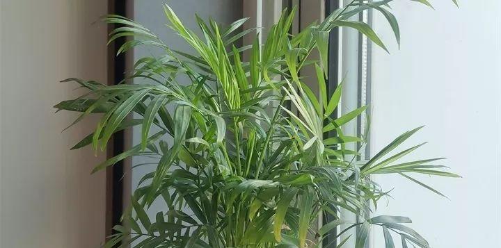 散尾葵怕冷还是怕热？如何正确养护散尾葵？