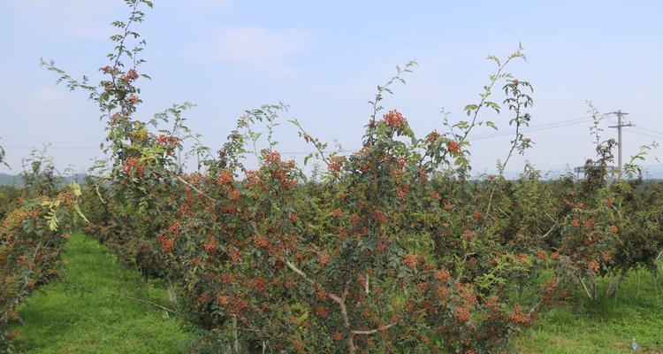 花椒树修剪的最佳时间是什么时候？正确的剪枝方法有哪些？