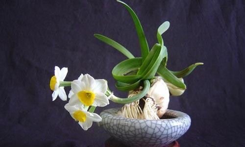 水仙花的花语与意义（探索水仙花的深刻象征和寓意）