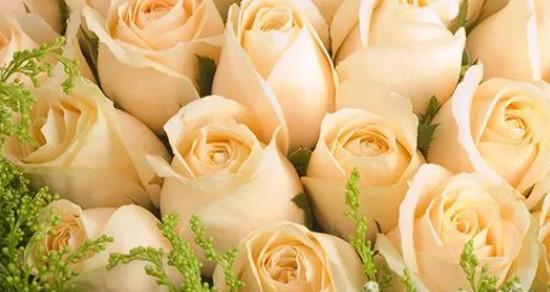 33朵香槟玫瑰的象征意义与浪漫之美（解读花语）