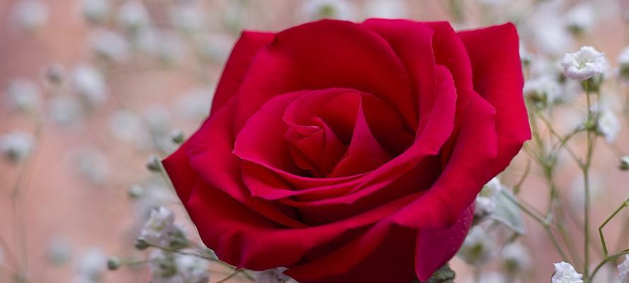 花色绽放，情感交织——玫瑰花的多彩寓意（绚丽芬芳）